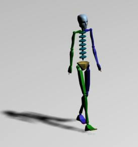 3D image of the skeleton