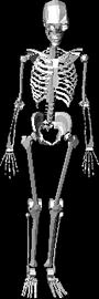 Трехмерное изображение скелета - археология