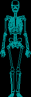Front image of the skeleton (archeology)