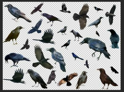 Коллекция птиц 3 psd
