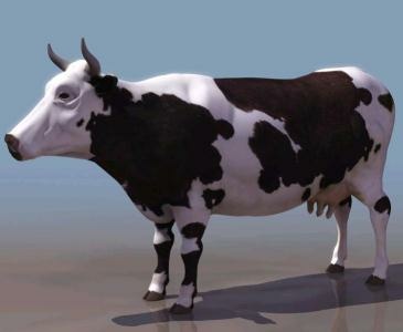 Cow Model in 3D