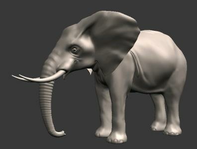 Indian elephant 3 d