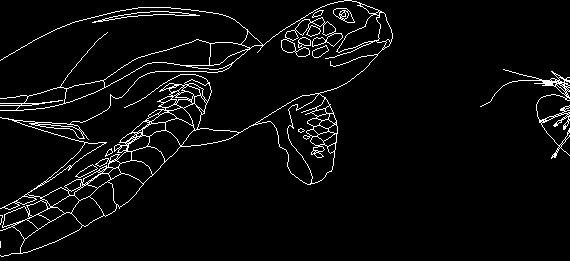 Sea turtle and shrimp detailed