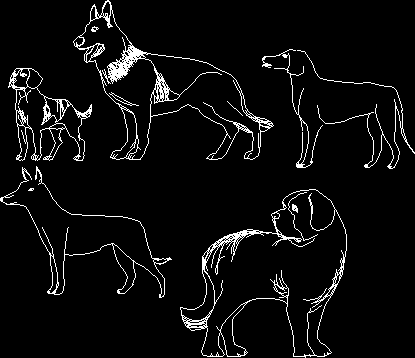 Projections of dogs