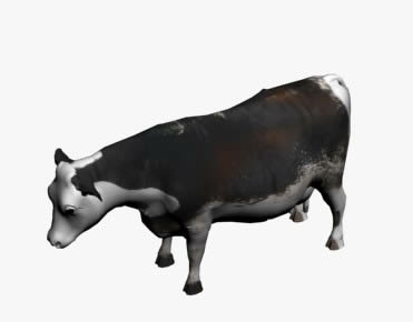 Cows 3d