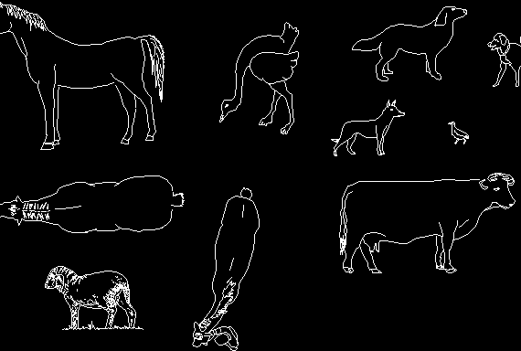 Species of animals