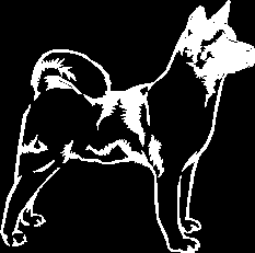 Akito Inu Dog