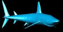 Dangerous shark in 3D