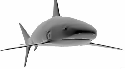 Drawn 3D shark