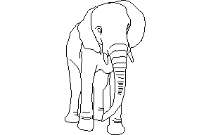 Elephant coming forward