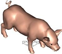 Pig model in 3D