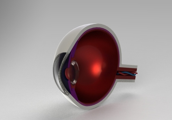 Модель человеческого глаза - 3D модель
