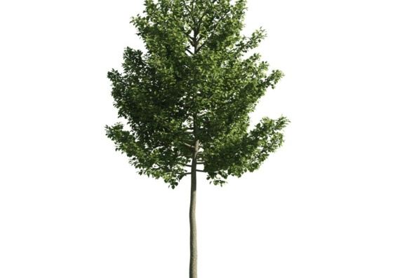 Дерево лиственное, тонкое в revit