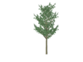 The tree is deciduous, thin in revit