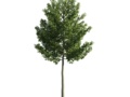 The tree is deciduous, thin in revit